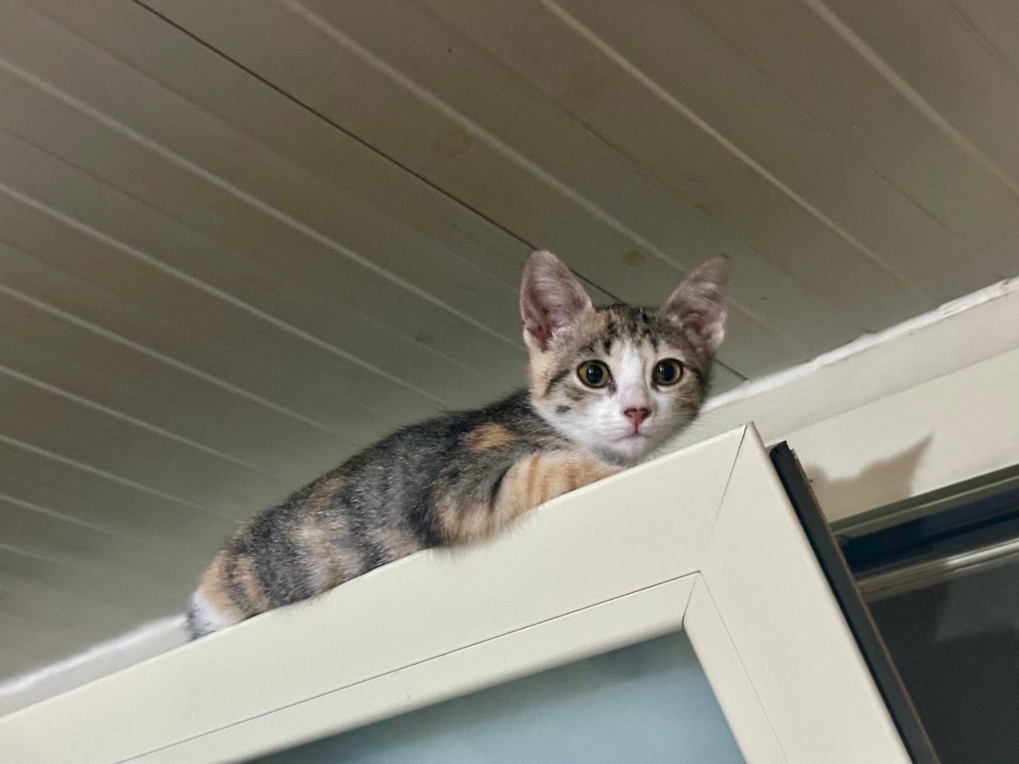 Adotta un gatto, taglia non valida, femmina, Lecce
