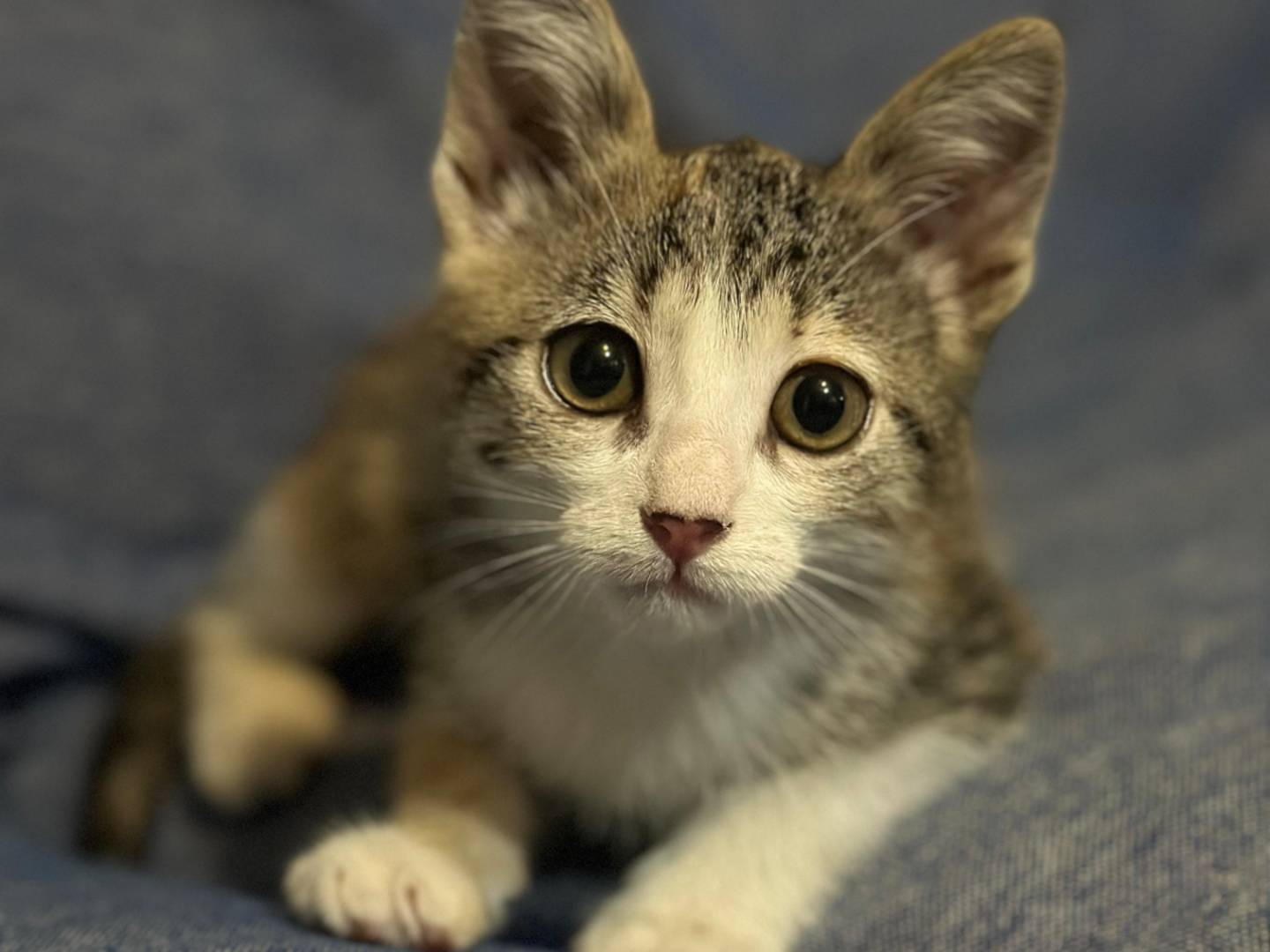 Vuoi adottare un gatto a Lecce?