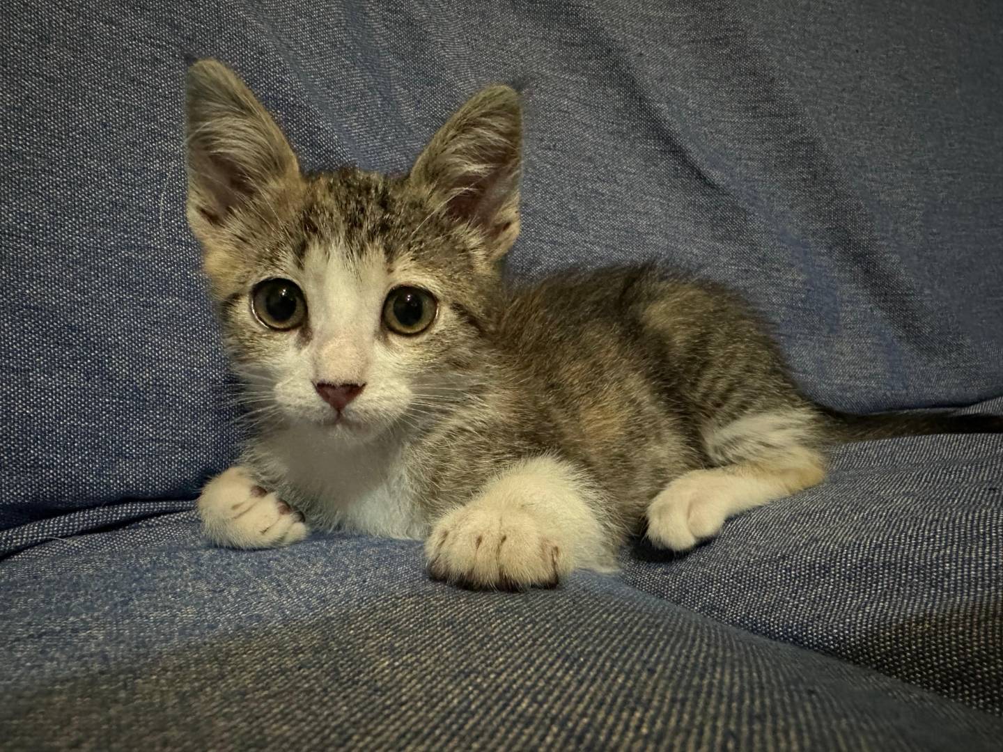 Adotta il gatto Fortunata a Lecce