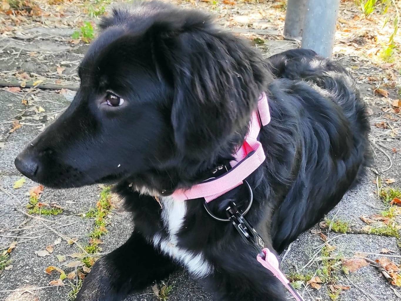 Vuoi adottare un cane a Taranto?