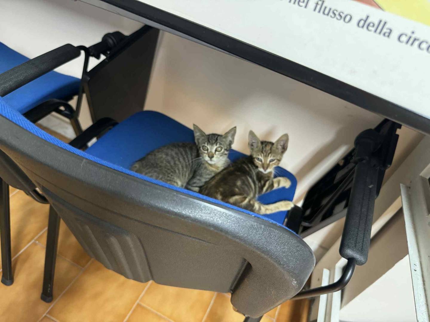 Adozione gatto, femmina, Razza sconosciuta Razza sconosciuta, 5 mesi, taglia non valida, Napoli