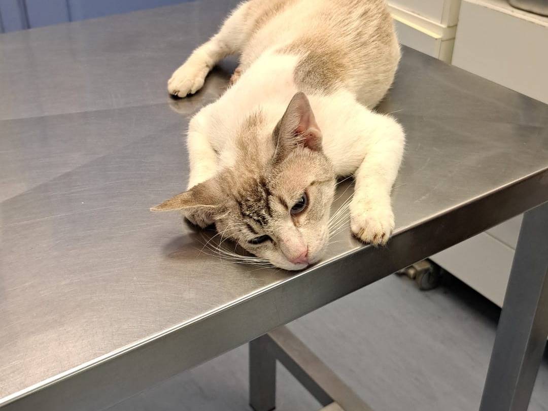 Adozione gatto, maschio, Razza sconosciuta Razza sconosciuta, 1 anno e 1 mese, taglia non valida, Reggio