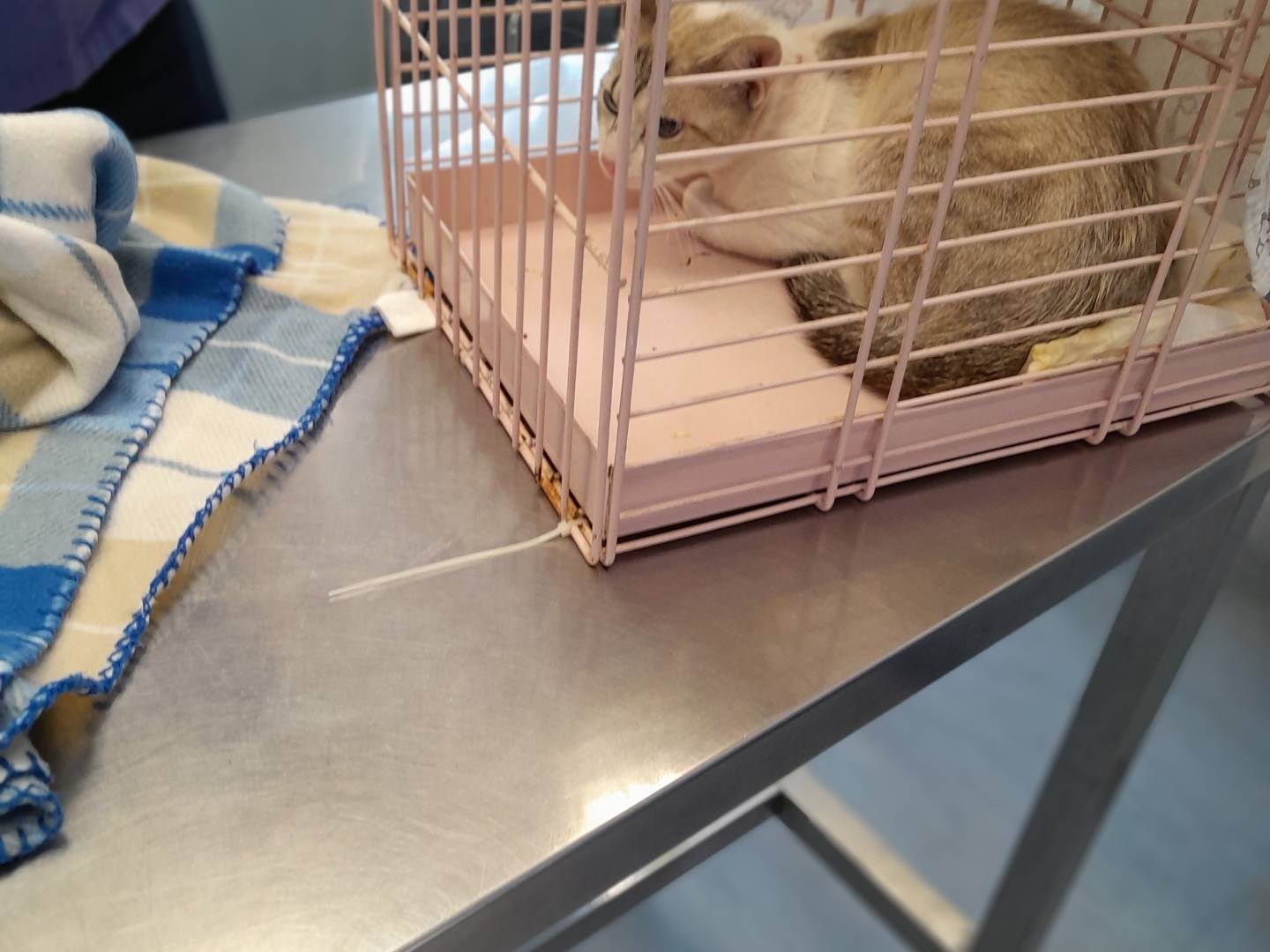 Adotta un gatto, maschio, 1 anno e 1 mese, Reggio