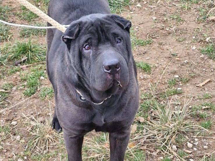 Adozione cane, femmina, Shar Pei Razza sconosciuta, 7 anni e 6 mesi, taglia grande, Genova