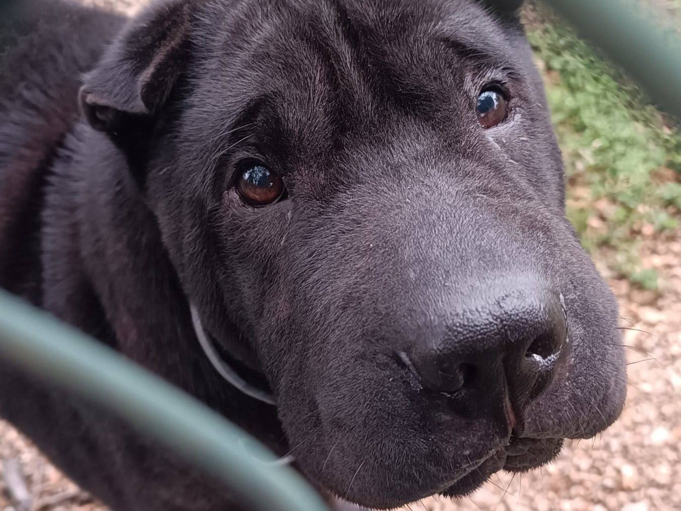 Adotta un cane, femmina, 7 anni e 6 mesi, Genova