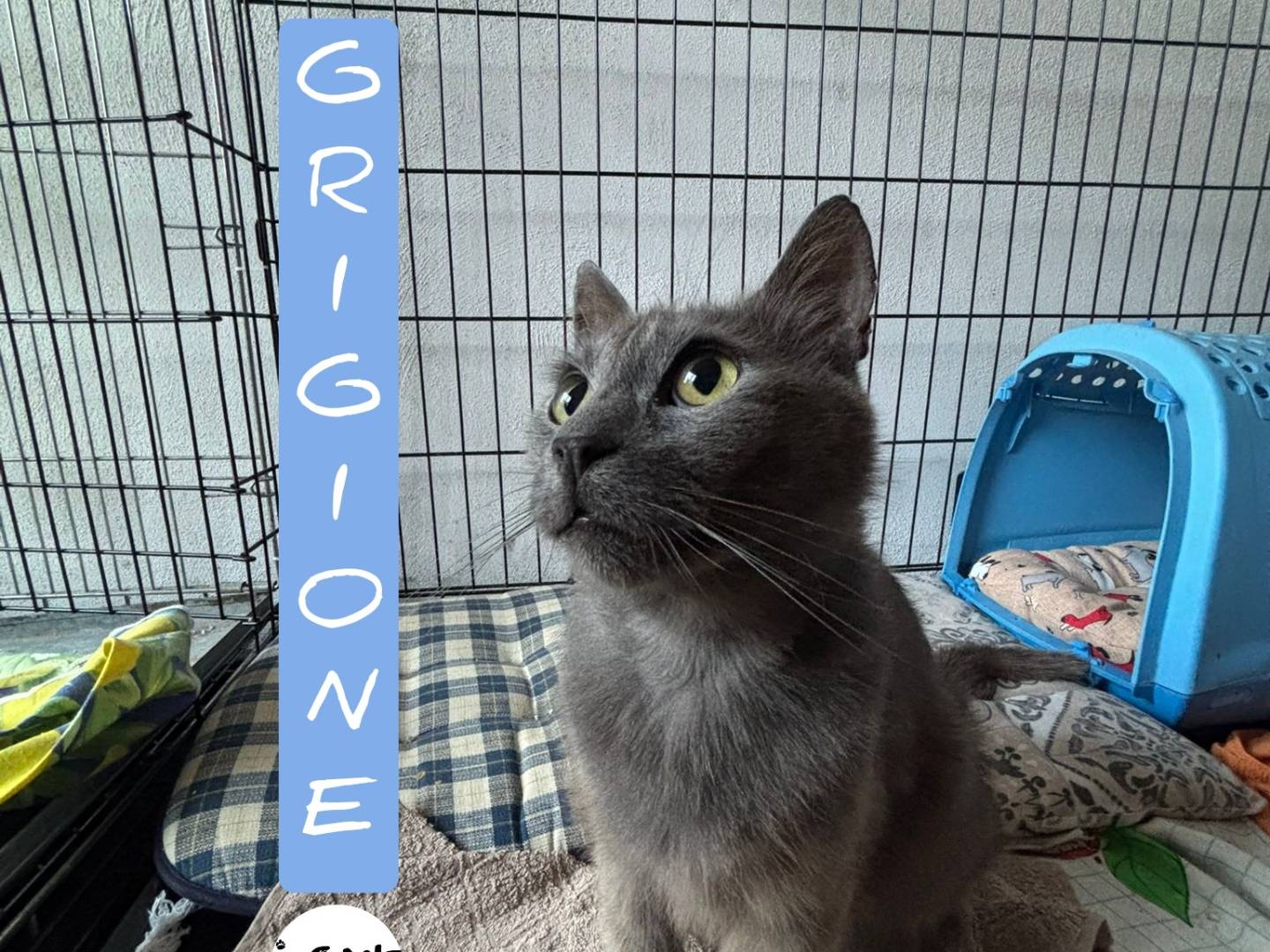 Adozione gatto, maschio, Razza sconosciuta Razza sconosciuta, 4 anni e 6 mesi, taglia non valida, Viterbo
