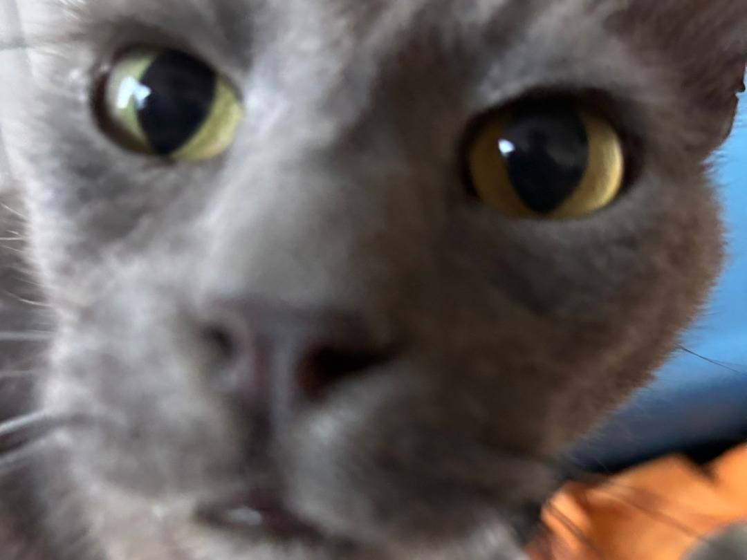 Adotta un gatto, maschio, 4 anni e 6 mesi, Viterbo