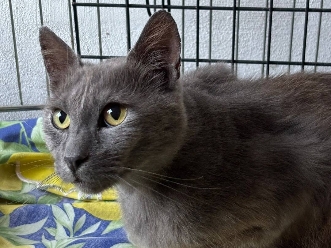 Adotta un gatto, taglia non valida, maschio, Viterbo