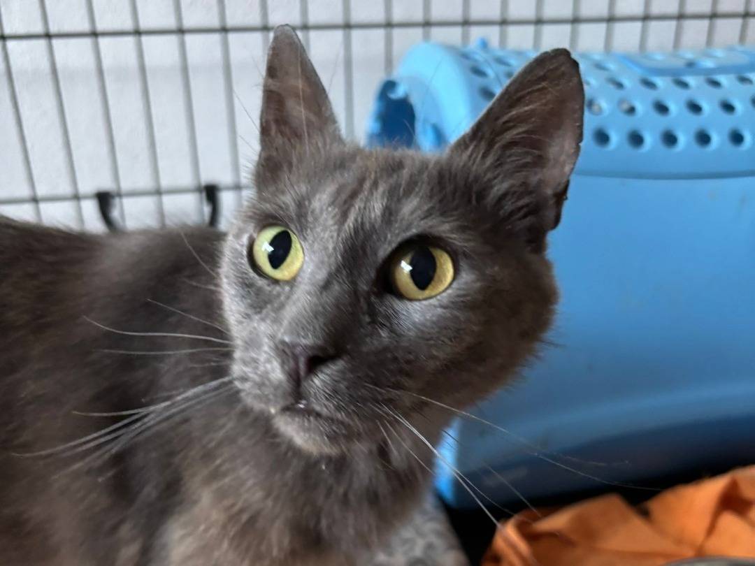 Vuoi adottare un gatto a Viterbo?