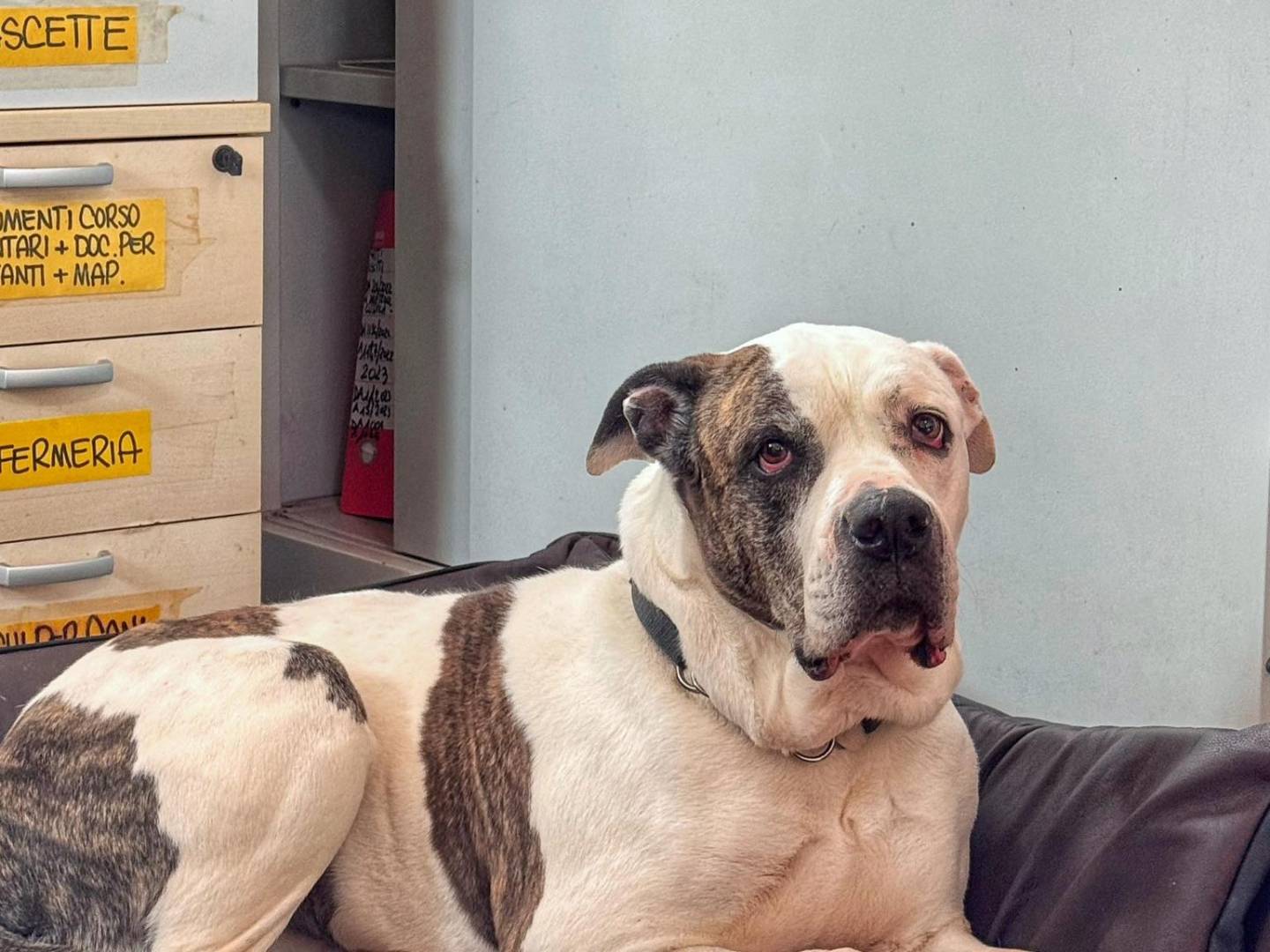 Adozione cane, femmina, Razza sconosciuta Razza sconosciuta, 7 anni e 10 mesi, taglia grande, Genova