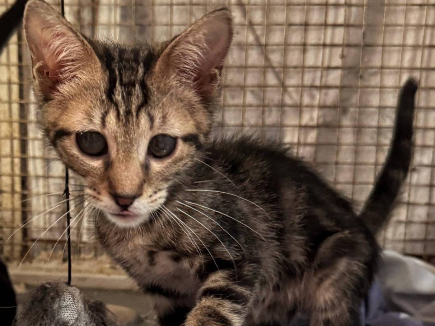 Adozione gatto, maschio, Razza sconosciuta Razza sconosciuta, 2 mesi, taglia non valida, Genova