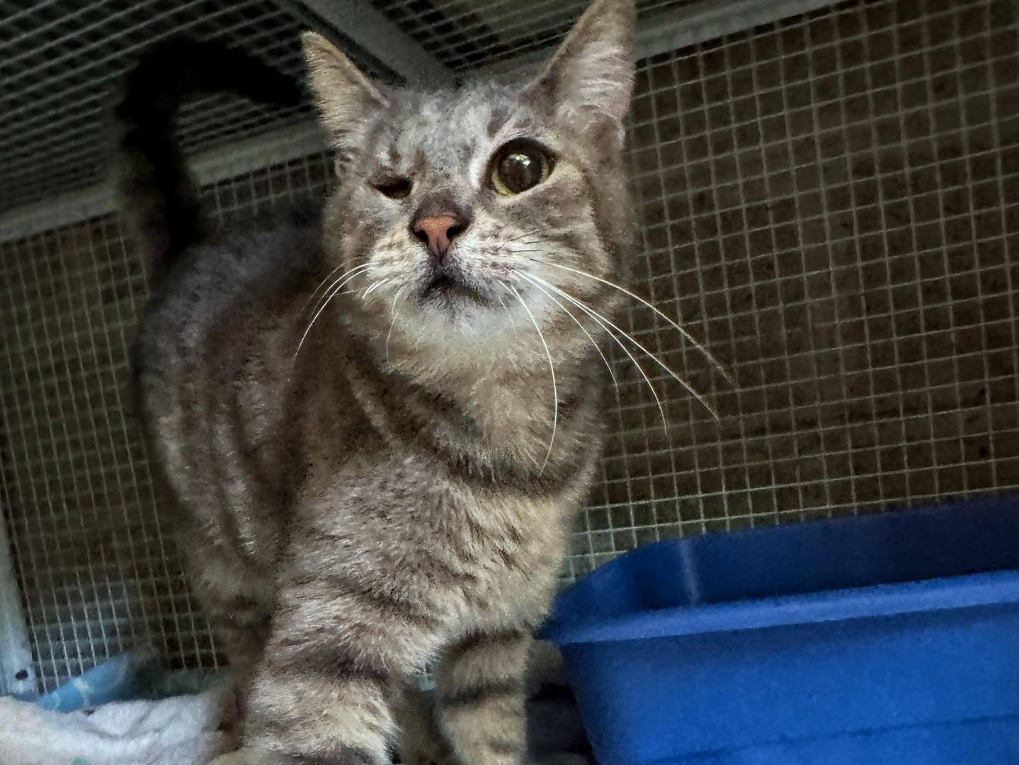 Adotta un gatto, femmina, 5 anni e 6 mesi, Genova