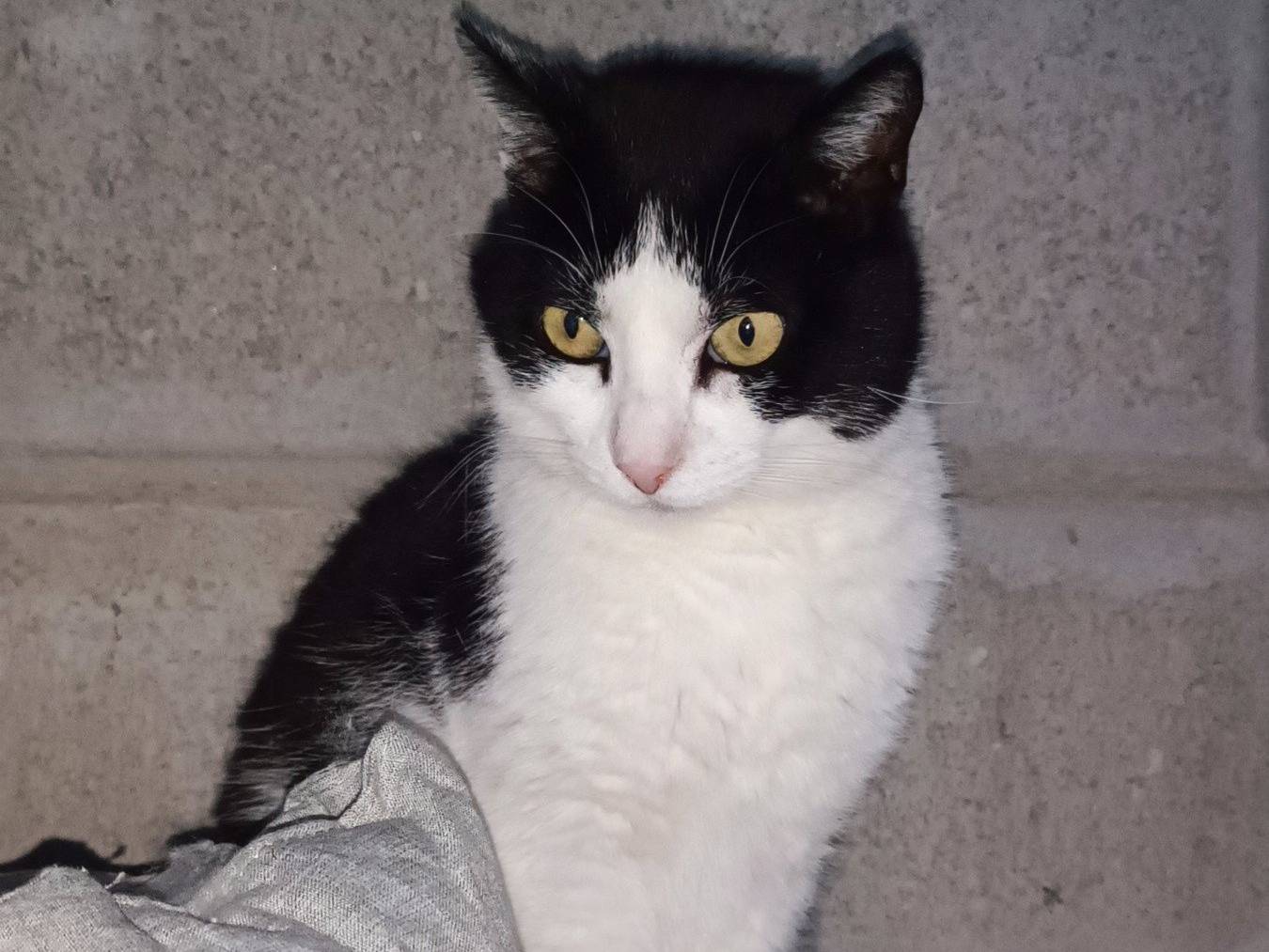 Adozione gatto, maschio, Razza sconosciuta Razza sconosciuta, 2 anni e 5 mesi, taglia non valida, Genova