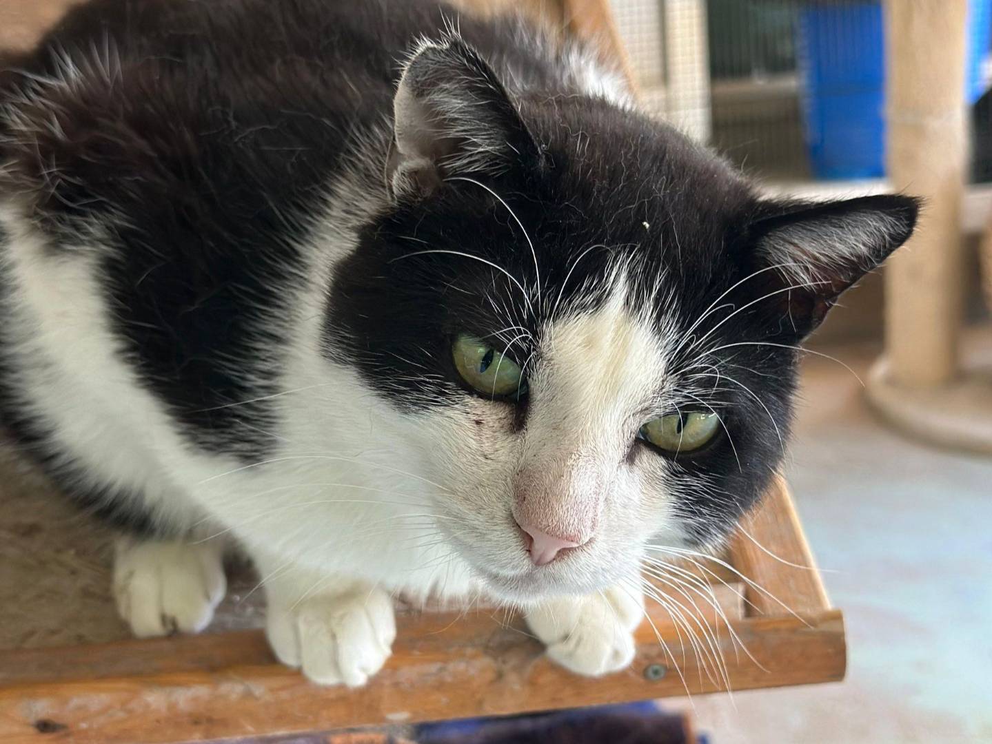 Adotta un gatto, maschio, 2 anni e 5 mesi, Genova