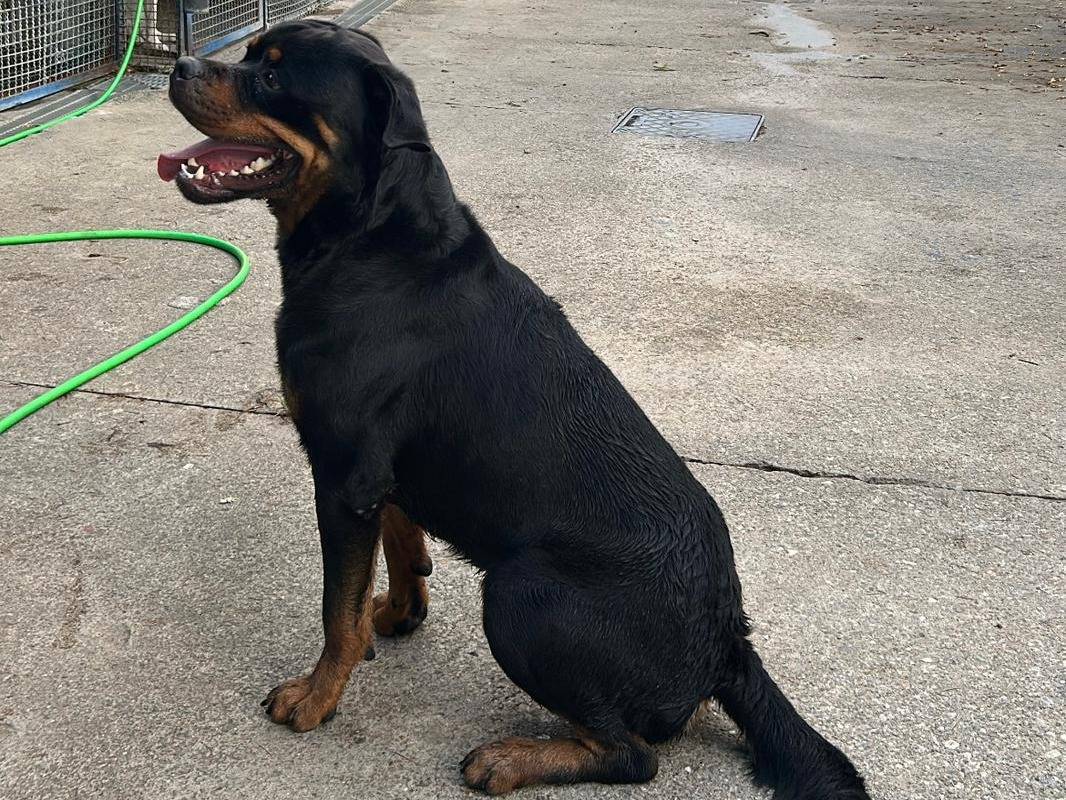 Vuoi adottare un cane a Milano?