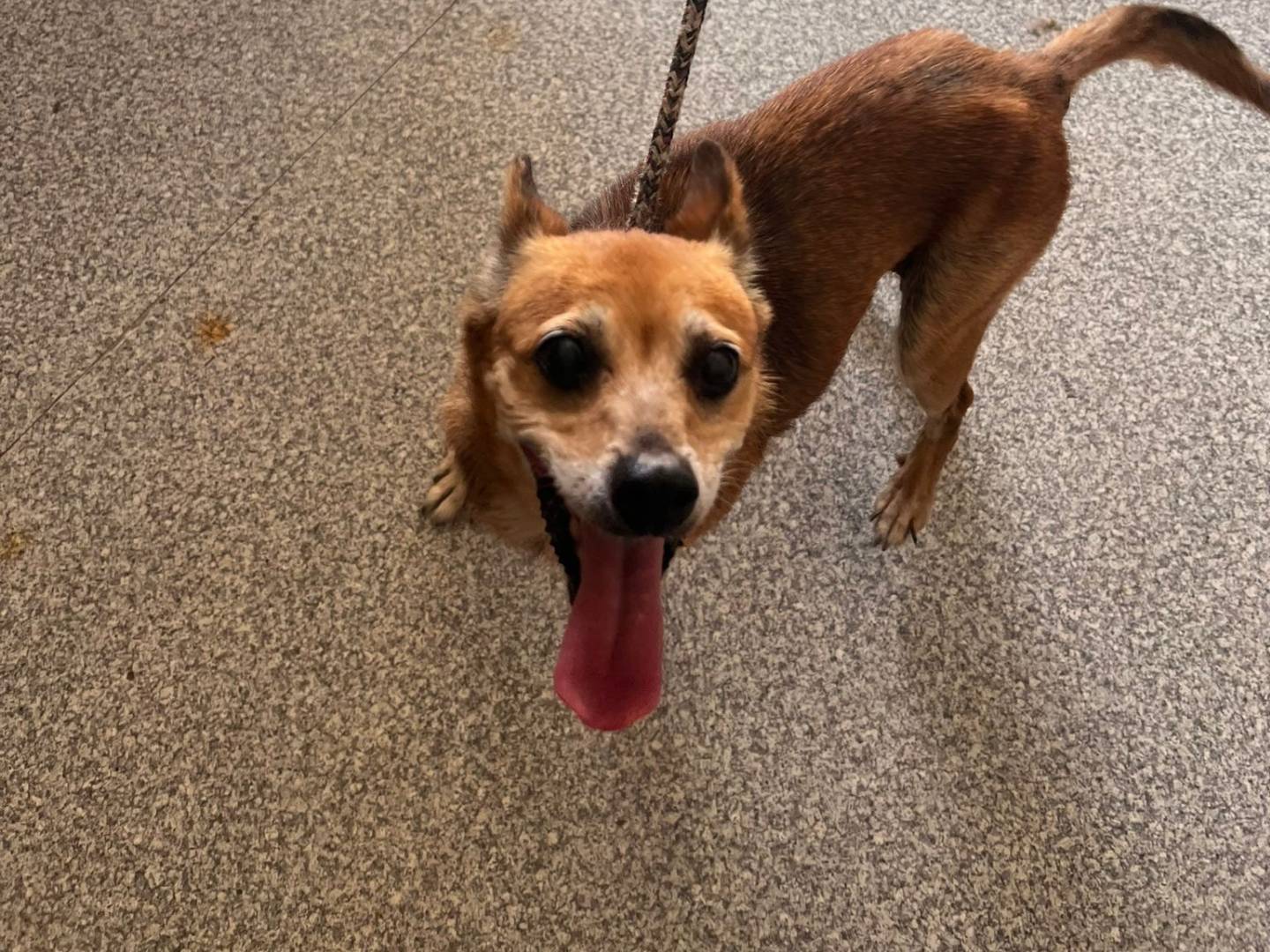 Adotta un cane, taglia piccola, femmina, Trapani