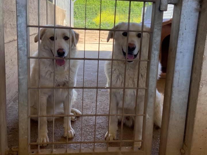 Adozione cane, maschio, Pastore maremmano Razza sconosciuta, 4 anni e 11 mesi, taglia gigante, Caserta