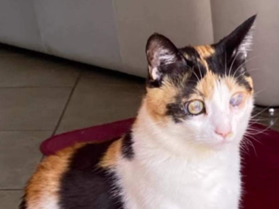 Adozione gatto, femmina, Razza sconosciuta Razza sconosciuta, 1 anno e 6 mesi, taglia non valida, Laquila