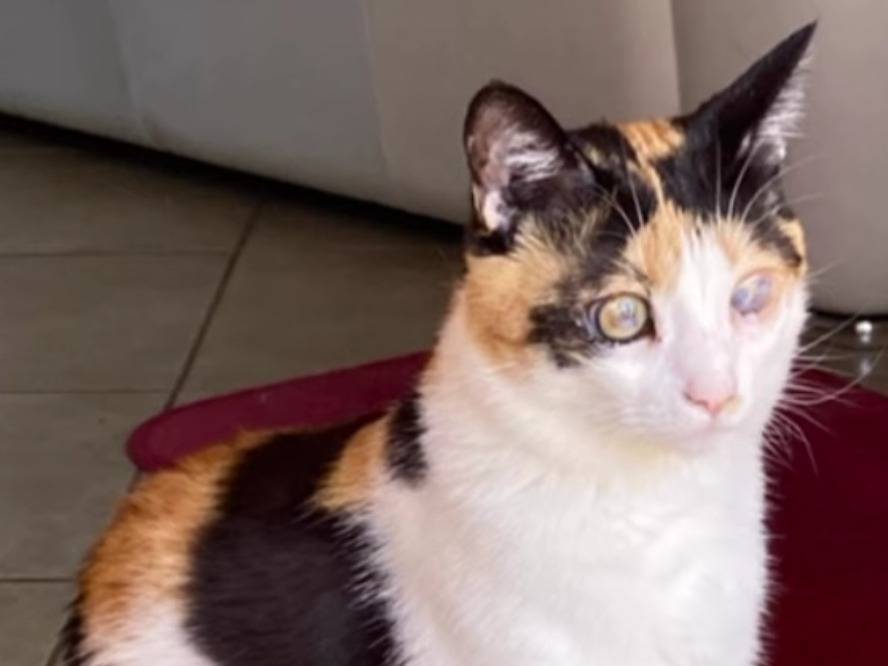 Adotta un gatto, femmina, 1 anno e 6 mesi, Laquila