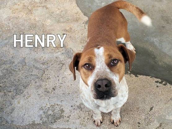 Adozione cane, maschio, Pitbull Razza sconosciuta, 7 anni e 1 mese, taglia media, Frosinone