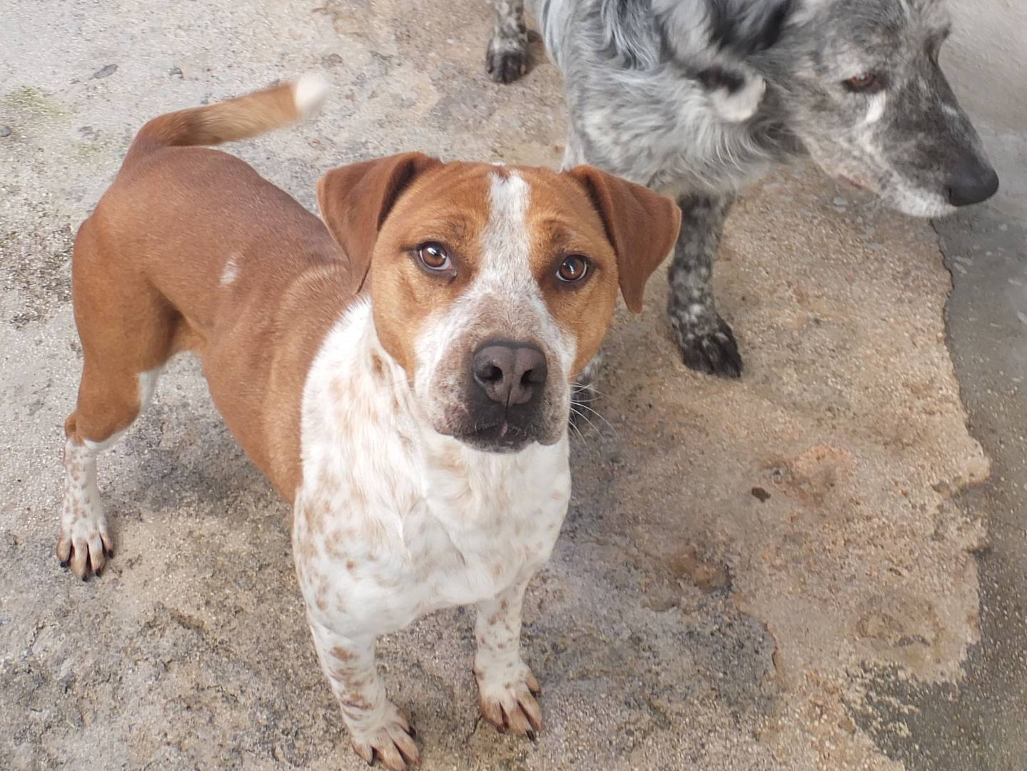 Adotta un cane, maschio, 7 anni e 1 mese, Frosinone