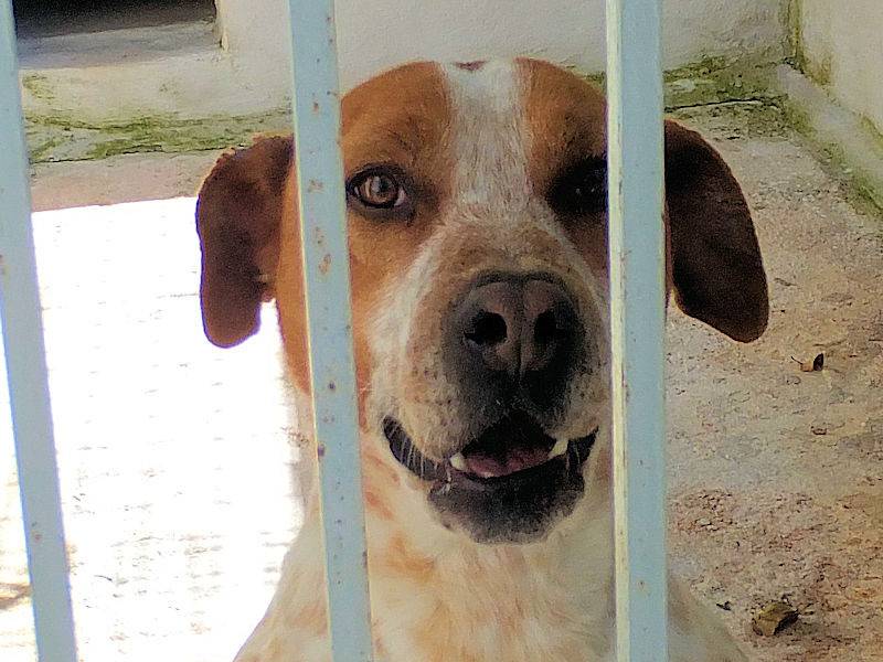 Adotta un cane, taglia media, maschio, Frosinone