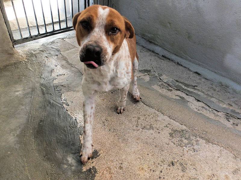 Vuoi adottare un cane a Frosinone?