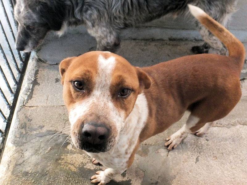 Adotta il cane HENRY a Frosinone