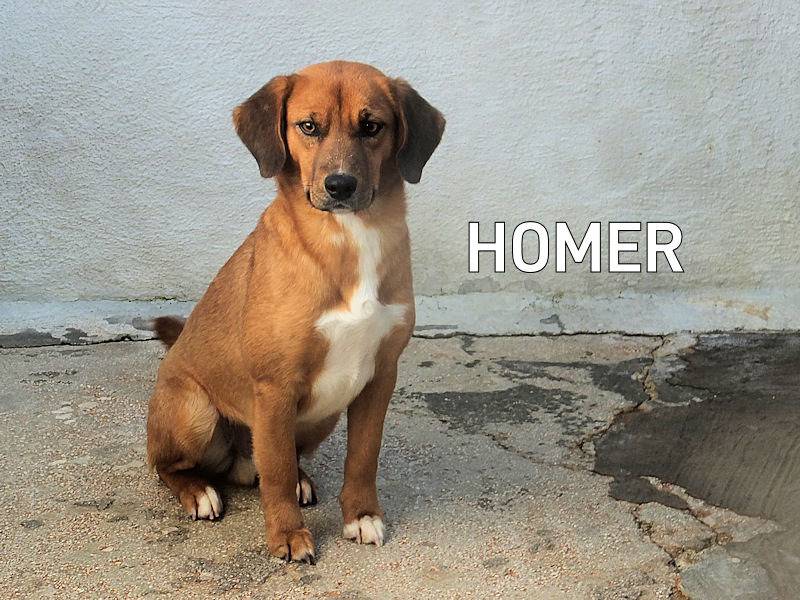 Adozione cane, maschio, Segugio Razza sconosciuta, 2 anni e 11 mesi, taglia media contenuta, Frosinone