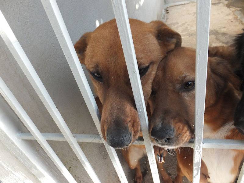 Adotta un cane, maschio, 2 anni e 11 mesi, Frosinone