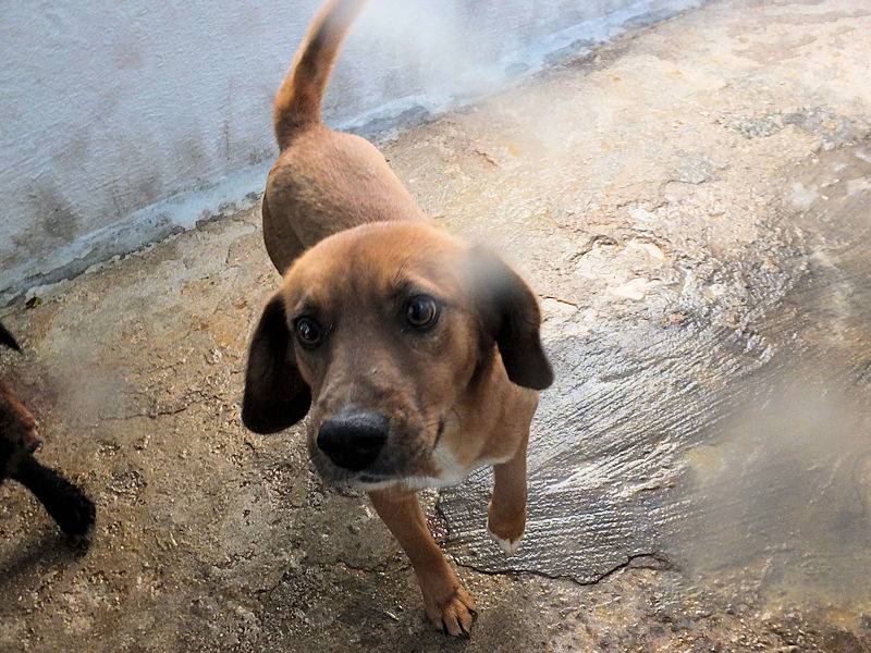Adotta un cane, taglia media contenuta, maschio, Frosinone