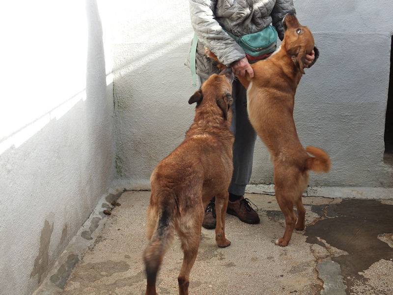 Vuoi adottare un cane a Frosinone?