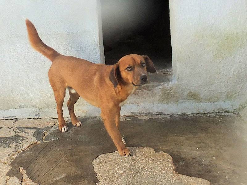 Adotta il cane HOMER a Frosinone