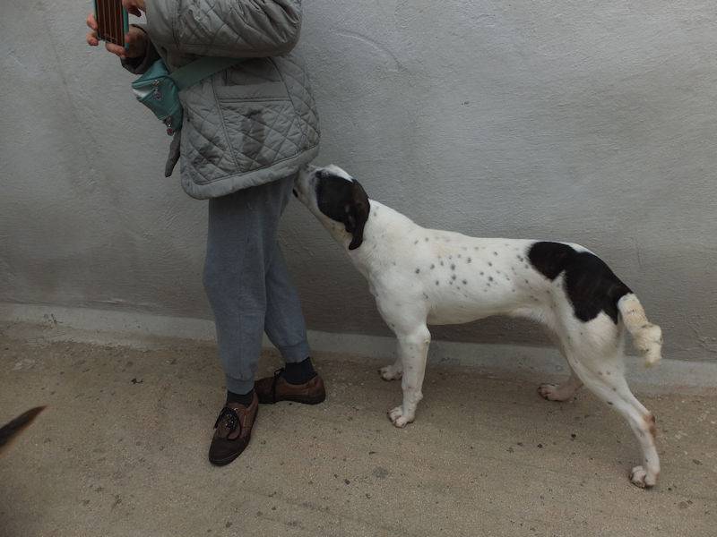 Adotta un cane, femmina, 4 anni e 1 mese, Frosinone
