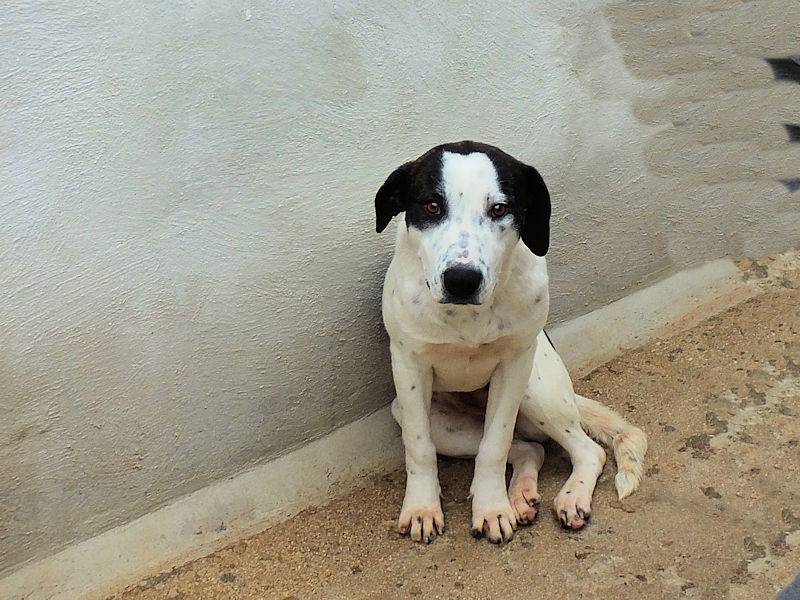 Adotta il cane INGRID a Frosinone