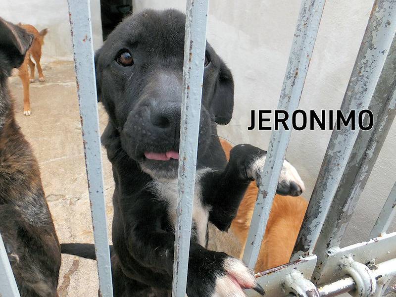 Adotta un cane, maschio, 8 anni e 5 mesi, Frosinone