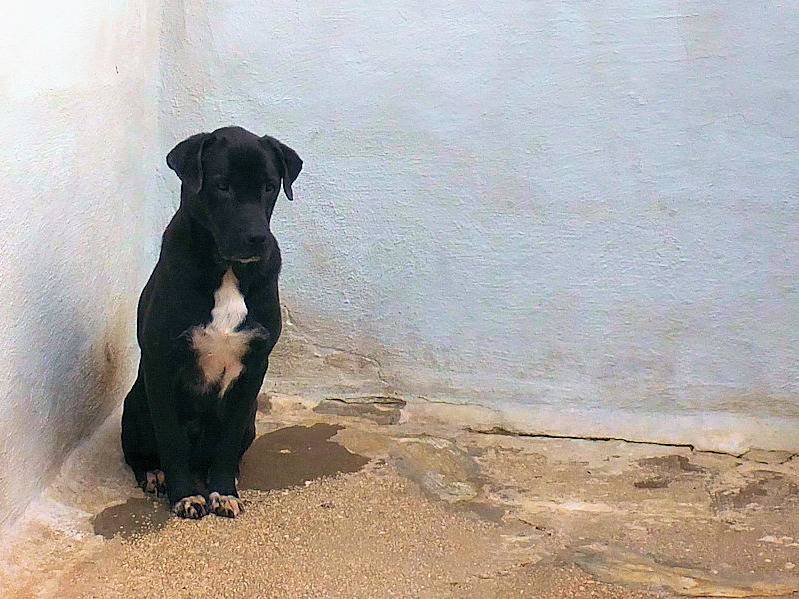 Vuoi adottare un cane a Frosinone?