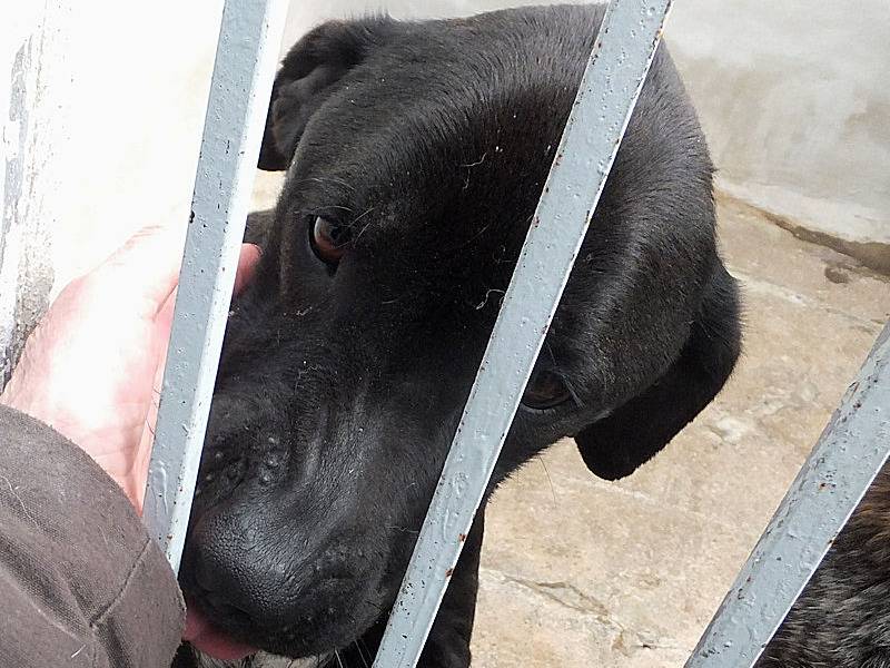 Adotta il cane JERONIMO a Frosinone