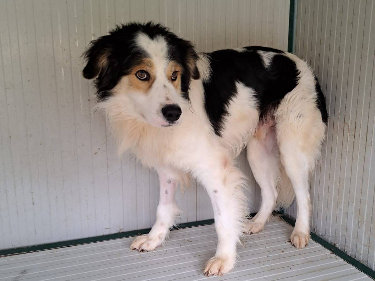 Adozione cane, maschio, Razza sconosciuta Razza sconosciuta, 3 anni e 1 mese, taglia media, Isernia