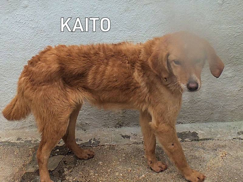 Adozione cane, maschio, Razza sconosciuta Razza sconosciuta, 2 anni e 2 mesi, taglia media contenuta, Frosinone
