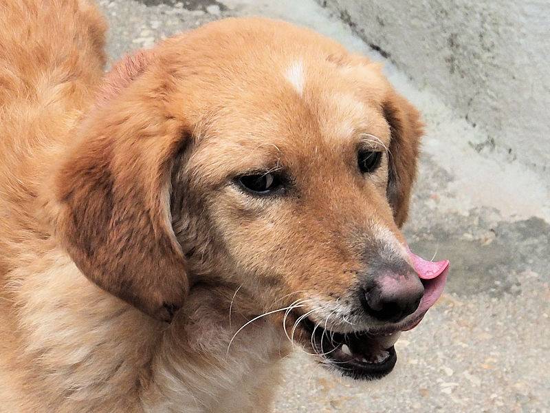 Adotta un cane, maschio, 2 anni e 2 mesi, Frosinone