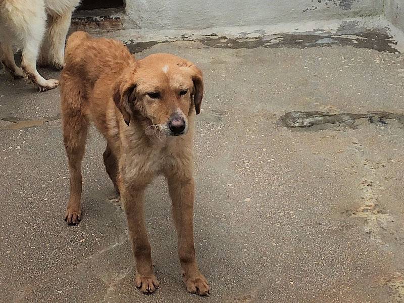 Adotta un cane, taglia media contenuta, maschio, Frosinone