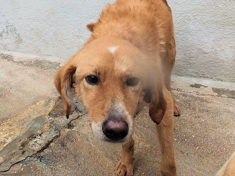 Vuoi adottare un cane a Frosinone?