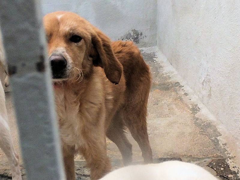 Adotta il cane KAITO a Frosinone