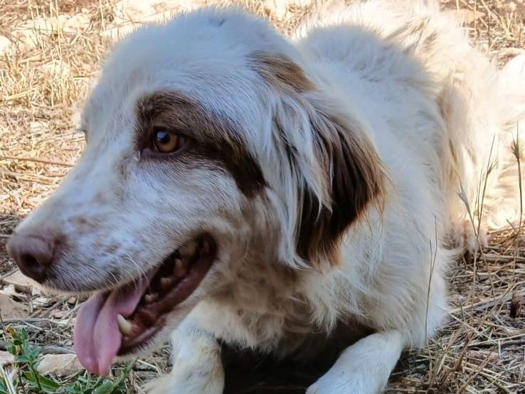Adozione cane, maschio, Setter Inglese Razza sconosciuta, 2 anni e 11 mesi, taglia media contenuta, Isernia