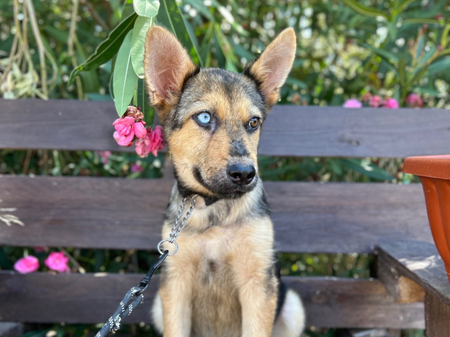 Adozione cane, maschio, Pastore tedesco Razza sconosciuta, 6 mesi, taglia media, Foggia