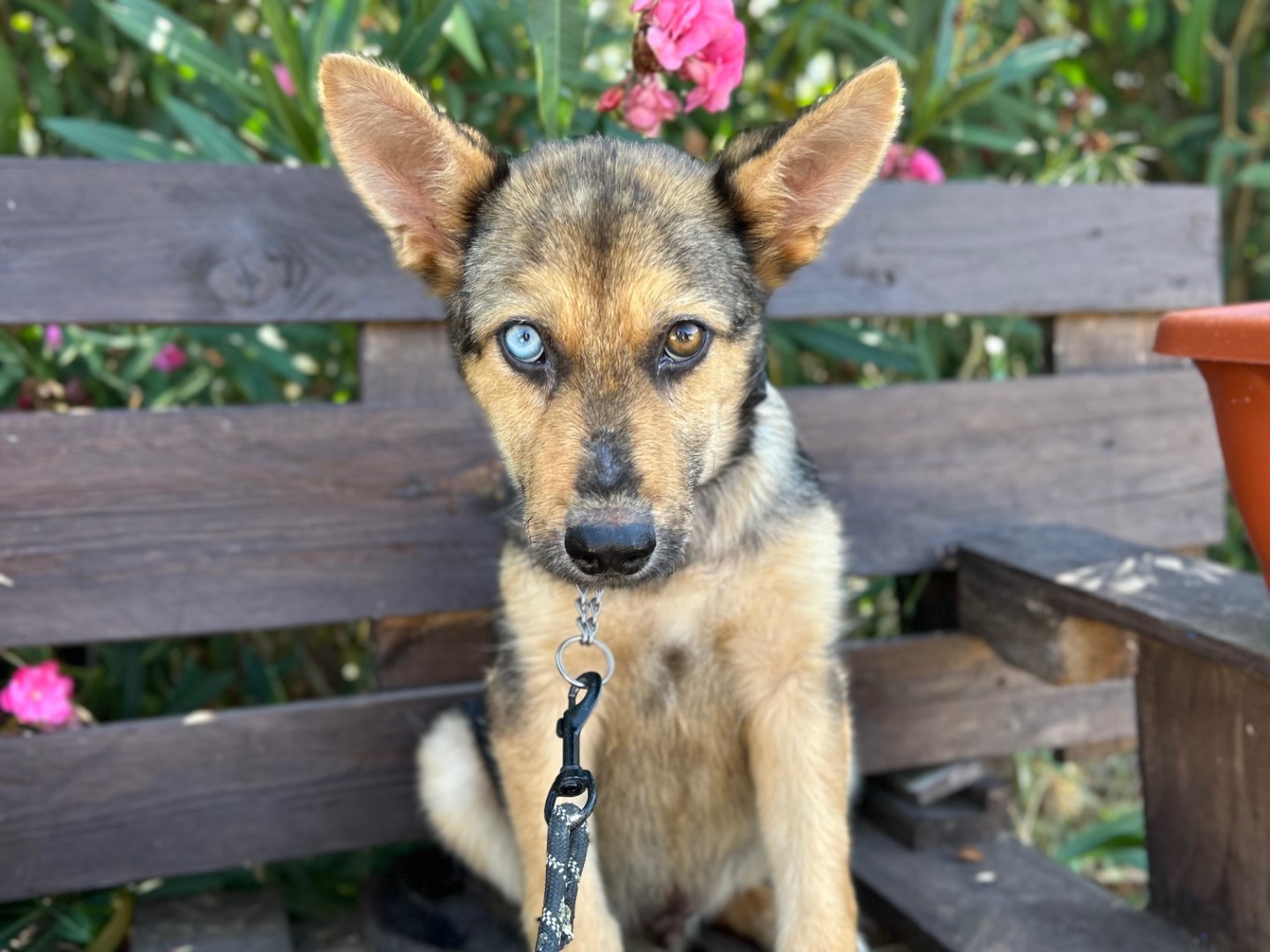 Adotta un cane, maschio, 6 mesi, Foggia