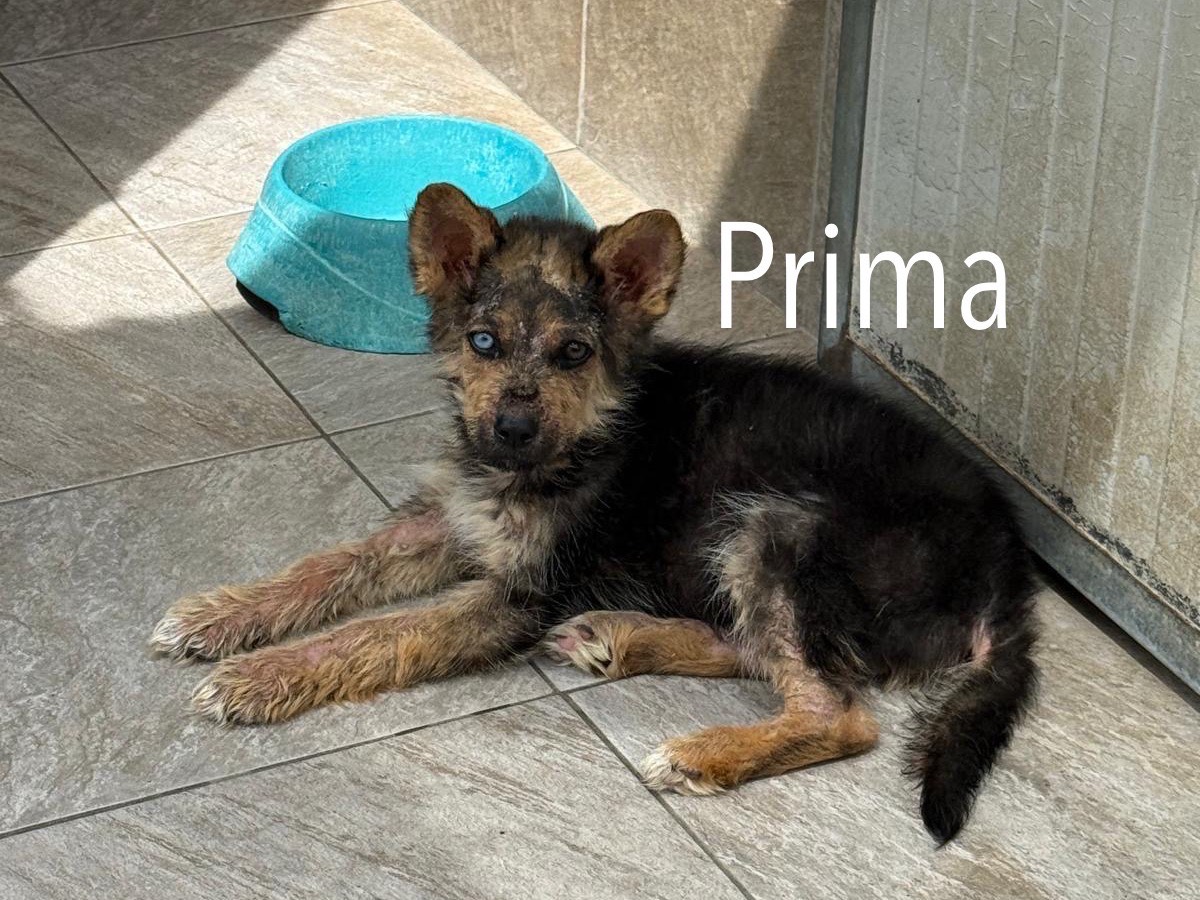 Adotta un cane, taglia media, maschio, Foggia