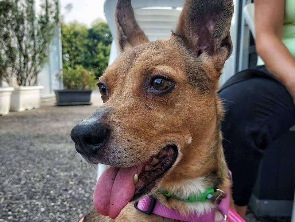 Vuoi adottare un cane a Bologna?