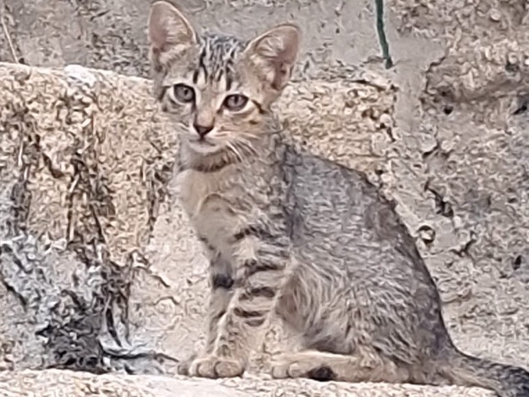 Adozione gatto, femmina, Razza sconosciuta Razza sconosciuta, 1 mesi, taglia non valida, Caserta